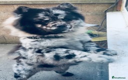 Mixed Breed dogs for sale: Frenchie/ chow puppies  - Image 8