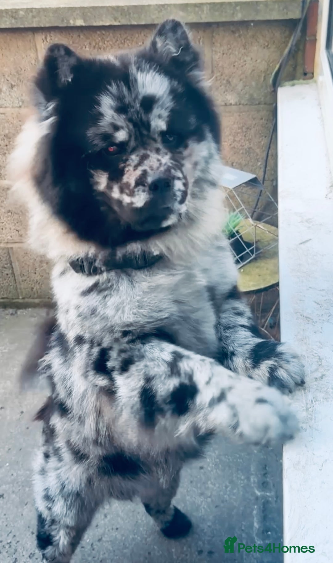 Mixed Breed dogs for sale: Frenchie/ chow puppies  - Image 8