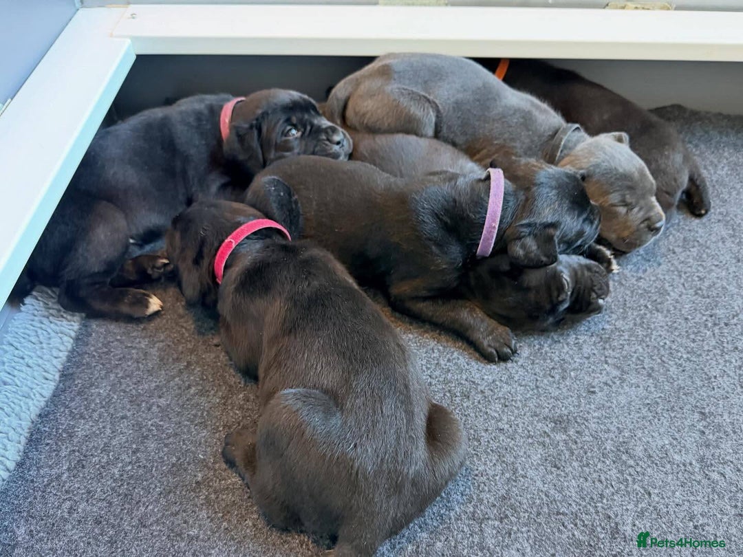 Cane Corso dogs for sale: Amazing Cane Corso puppies - Advert 4