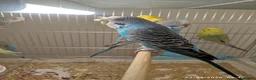 Budgerigars birds for sale: Budgies  in London - Advert 2