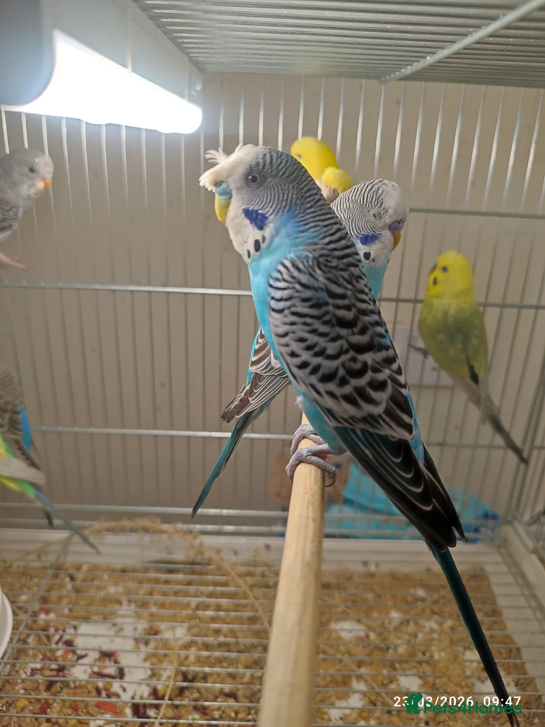 Budgerigars birds for sale: Budgies  in London - Advert 2
