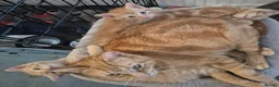 Mixed Breed cats for sale: Ginger Kittens  - Advert 3