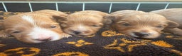 Toy Poodle dogs for stud: XXS Deep Mahogany Red Asian poodle Stud in Romford - Advert 7