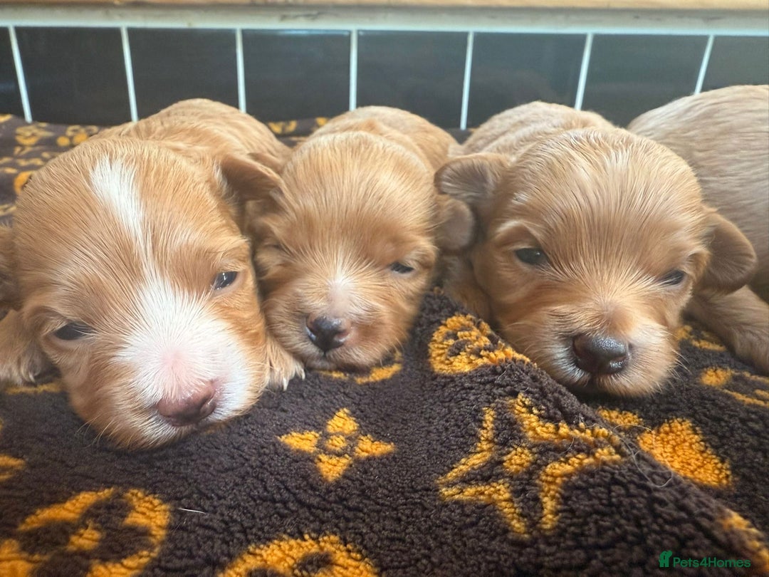 Toy Poodle dogs for stud: XXS Deep Mahogany Red Asian poodle Stud in Romford - Image 8
