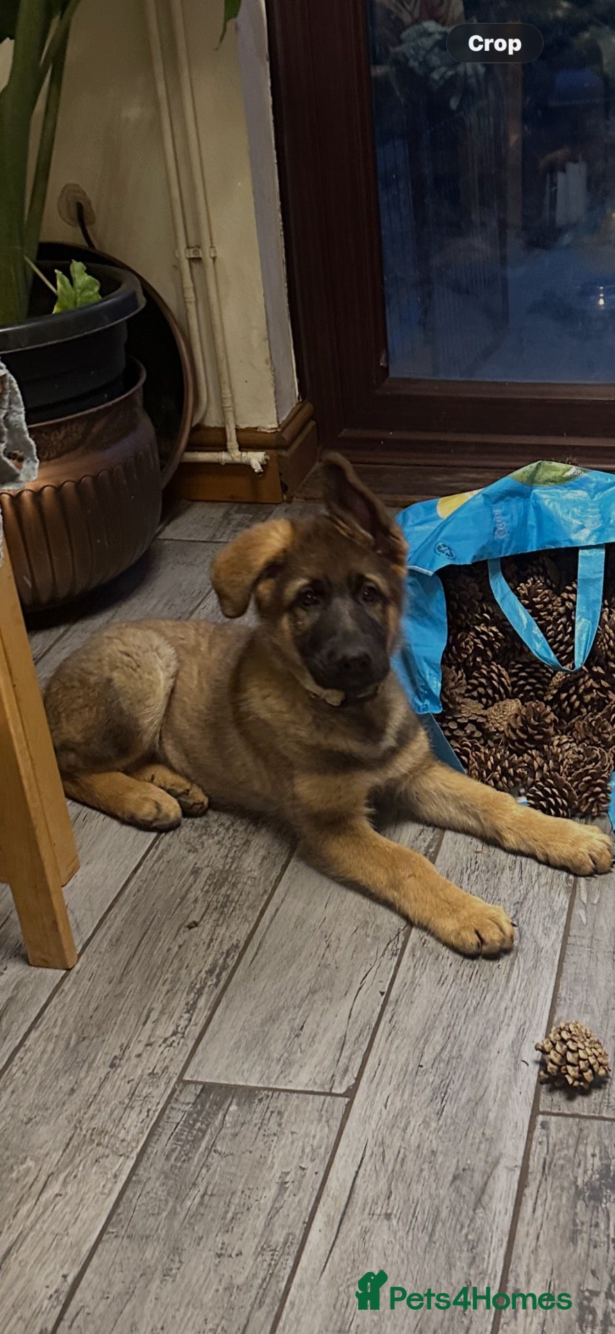 German Shepherd dogs 9 German shepherd puppies - Advert 2