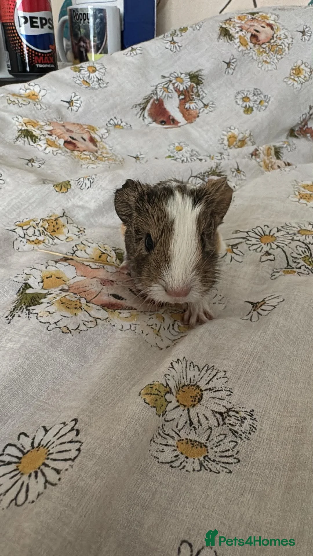 Guinea Pig rodents for sale: 2 week old male smooth haired guinea pig brothers  in Somerton - Advert 5