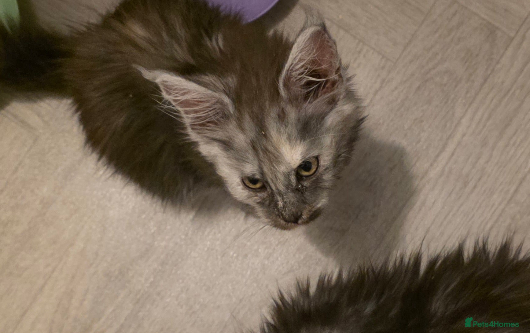 Maine Coon cats STUNNING MAINE COON KITTENS  - Advert 10