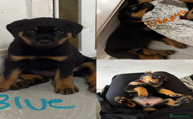 Rottweiler dogs - Advert 2