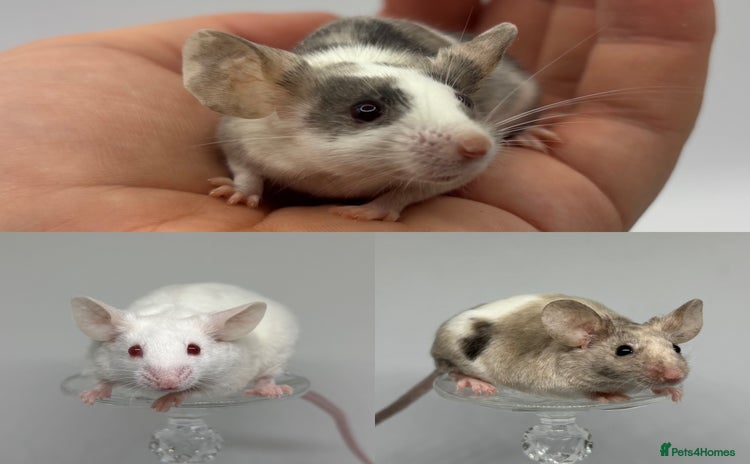 Mouse rodents Female Mice Looking for homes 🏠  - Advert 15