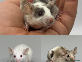 Mouse rodents Female Mice Looking for homes 🏠 - Advert 13