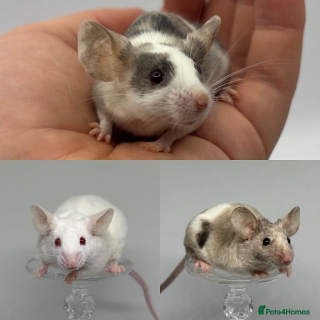 Mouse rodents Female Mice Looking for homes 🏠 - Advert 15