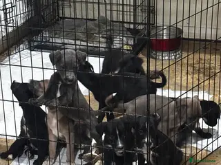 Mixed Breed dogs Lurcher pups - Advert 17