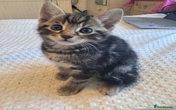 Mixed Breed cats for sale: 6 playful kitties ready to leave - Image 6
