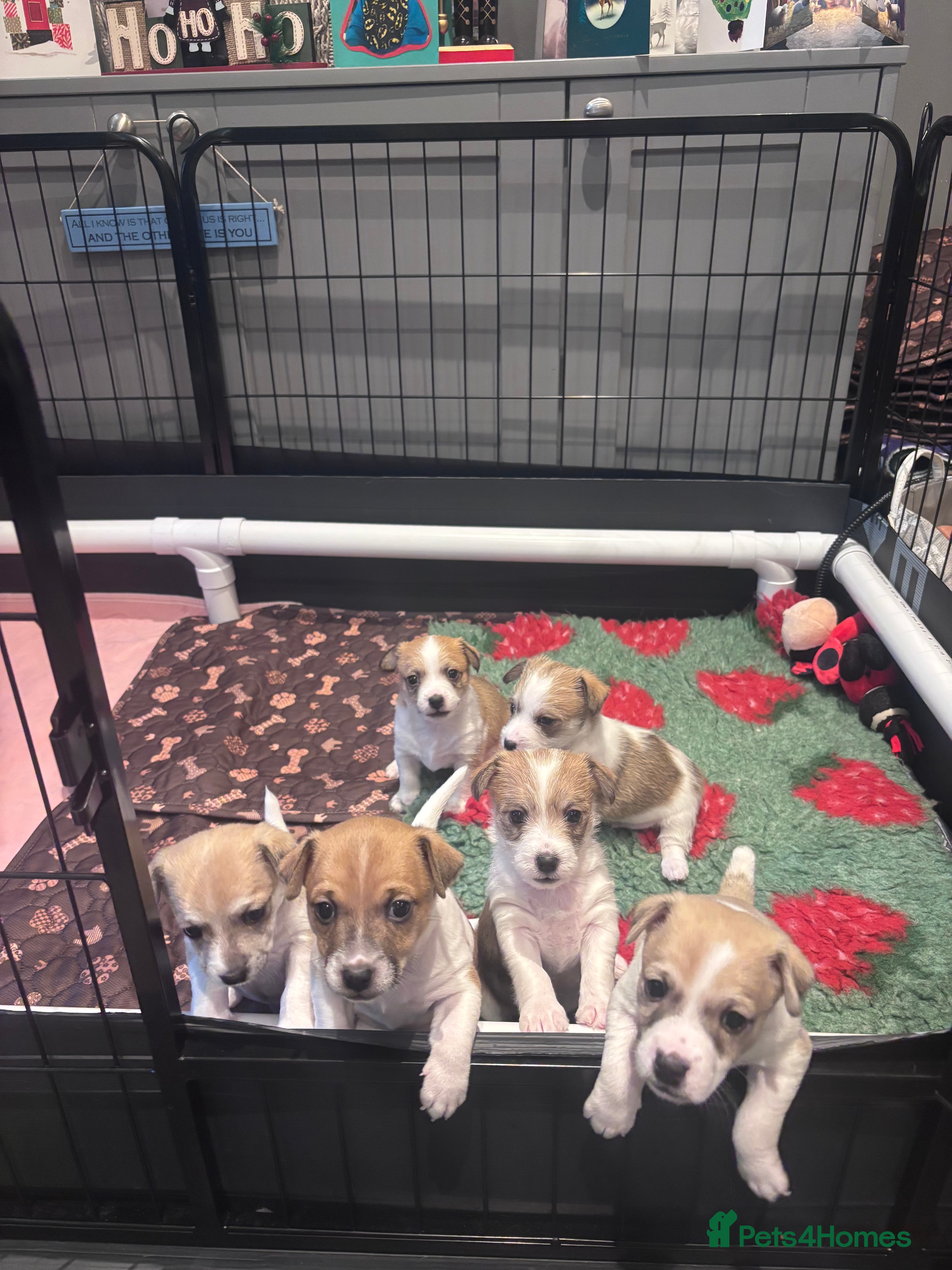 Mixed Breed dogs 3/4 Jack 1/4 Maltese male puppy available  - Advert 1