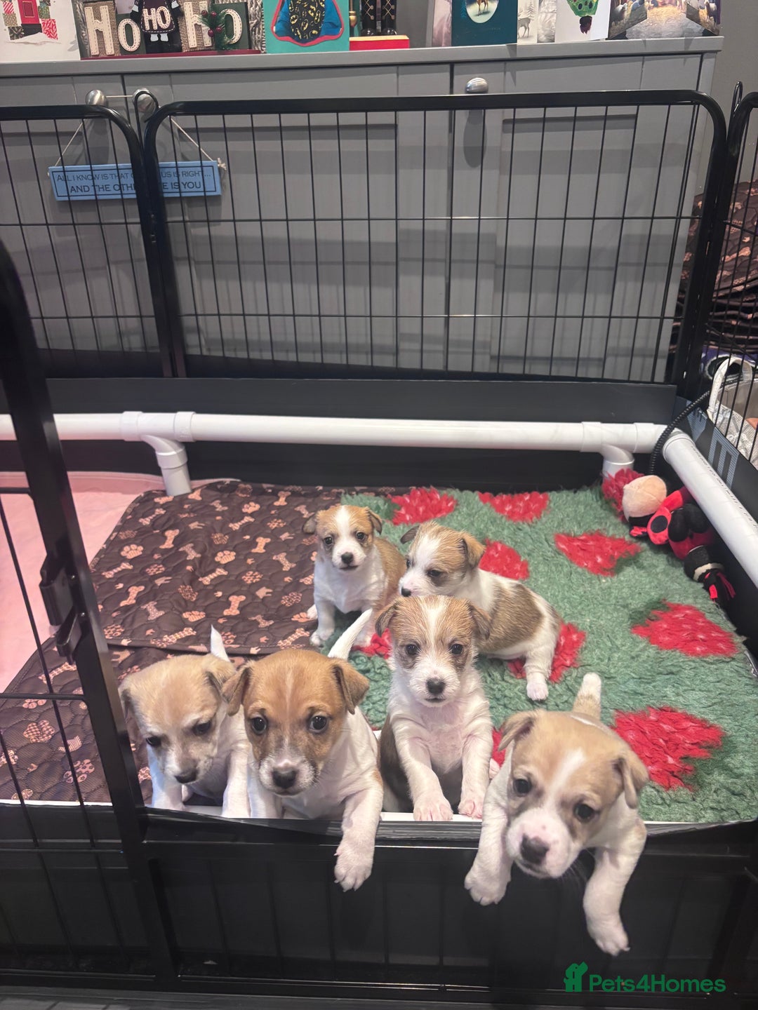 Mixed Breed dogs for sale: 3/4 Jack 1/4 Maltese male puppy available  - Advert 1