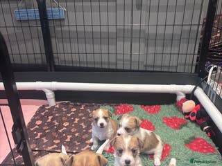 Mixed Breed dogs 3/4 Jack 1/4 Maltese female puppy available - Advert 18