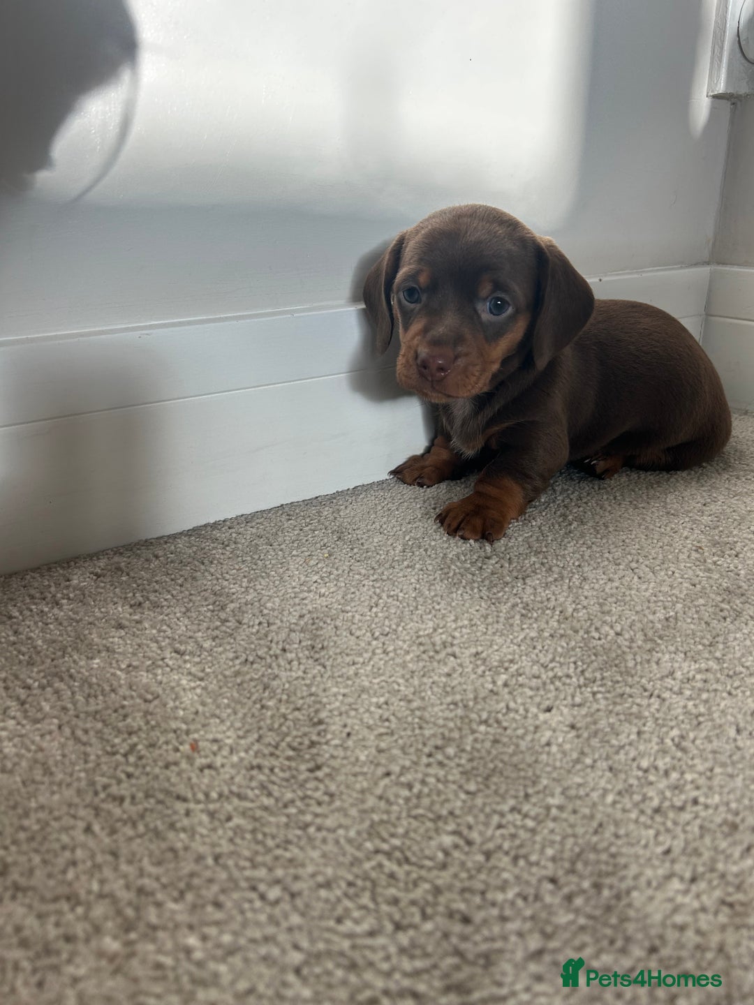 Miniature Dachshund dogs for sale: Miniature Dachshund babies  - Advert 19