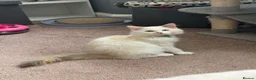 Ragdoll cats for sale: 6 month old ragdooll - Advert 4