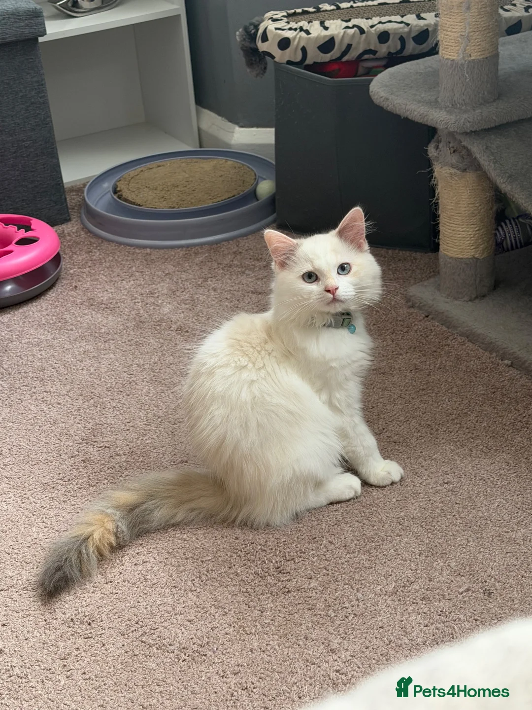 Ragdoll cats for sale: 6 month old ragdooll - Advert 4