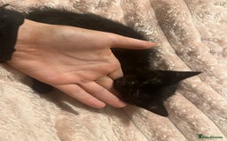British Shorthair cats for sale: two female kittens  - Image 5