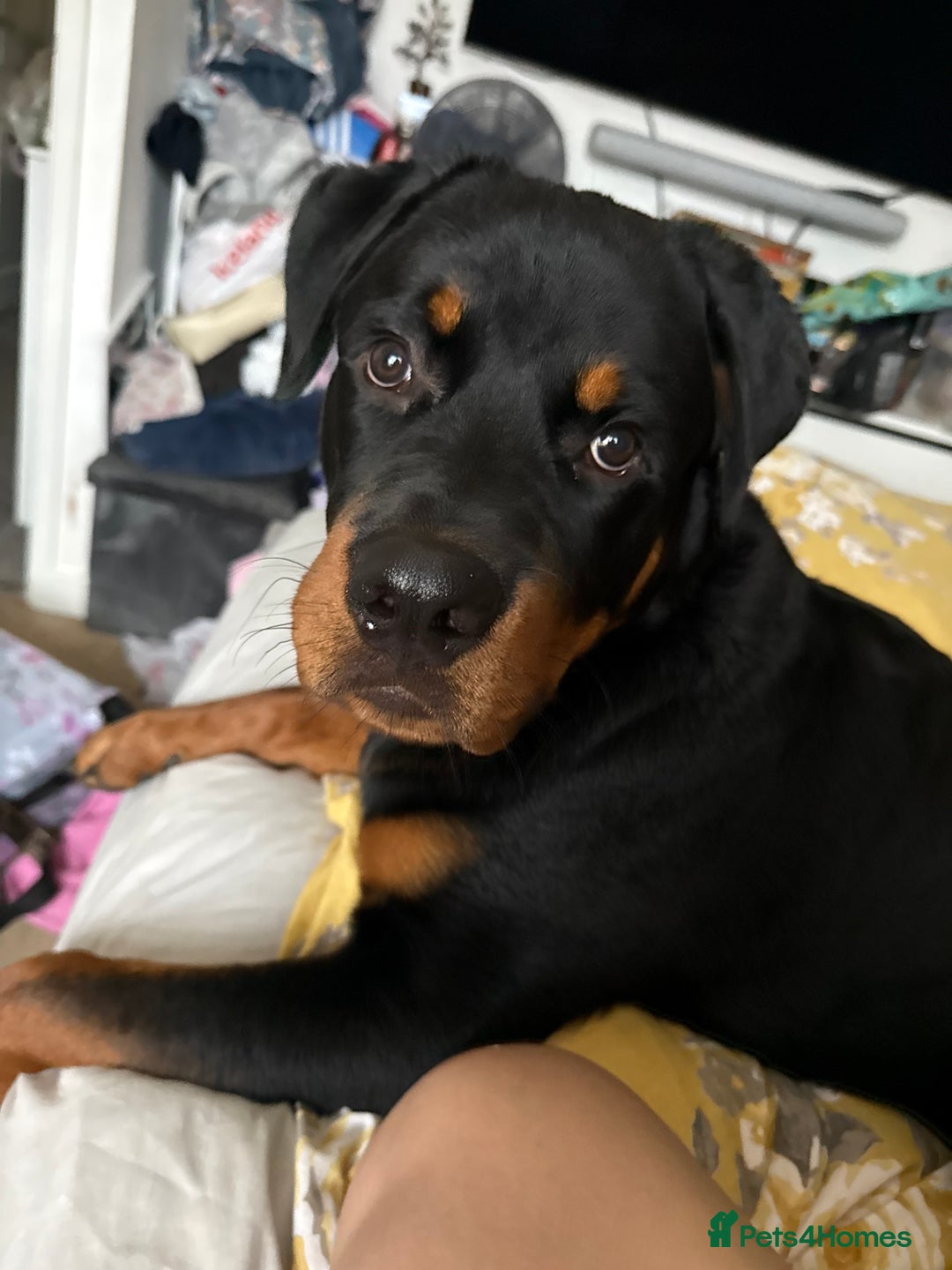 Rottweiler dogs for sale: Rottweiler pup for rehome - Advert 10