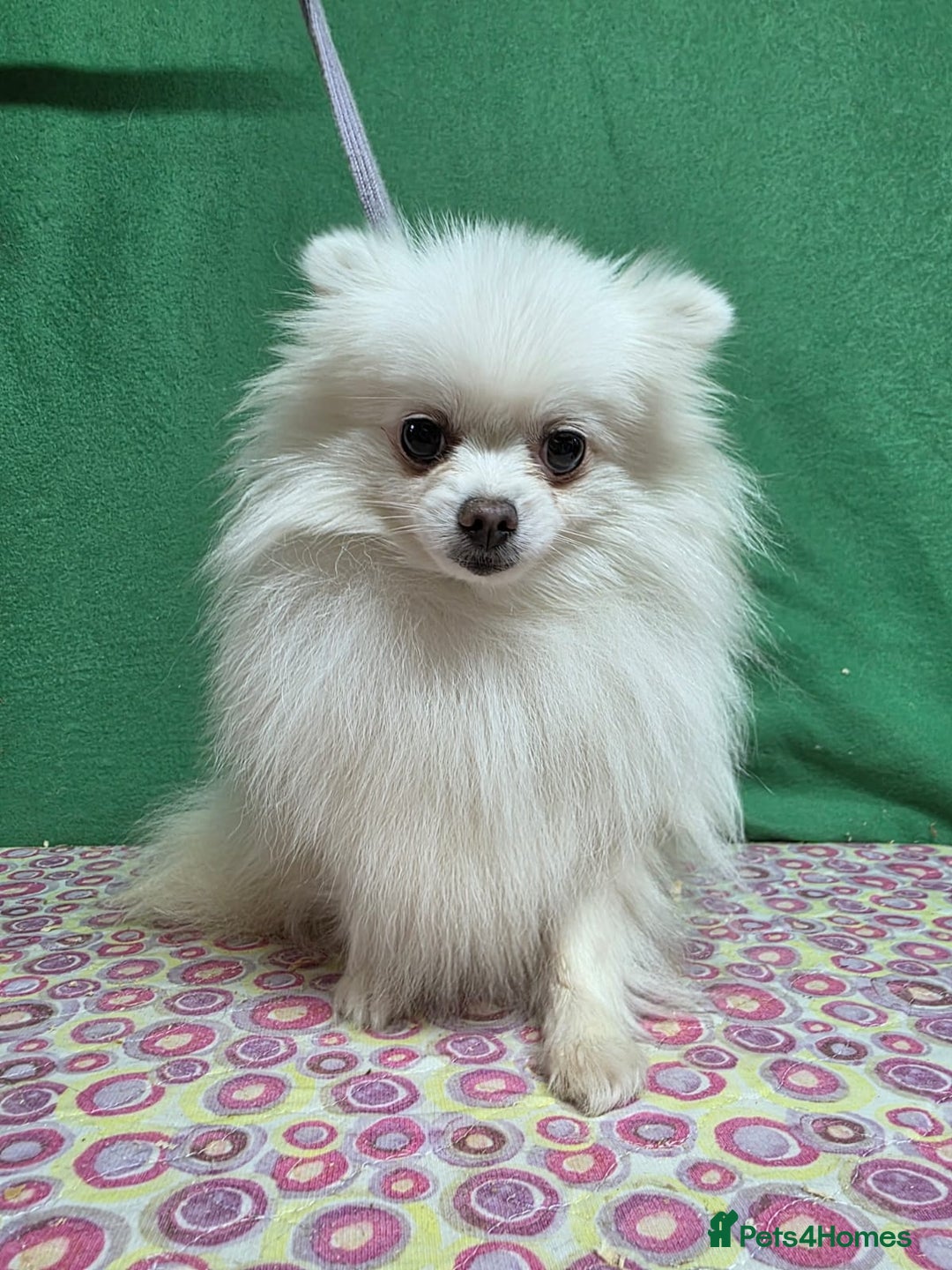 Pomeranian dogs for adoption: PEARL – Pomeranian (Female) - Advert 1