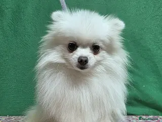 Pomeranian dogs PEARL – Pomeranian (Female) - Advert 8