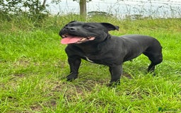 Staffordshire Bull Terrier dogs for sale: Quality Black to blue Staffordshire bull terrier - Image 14