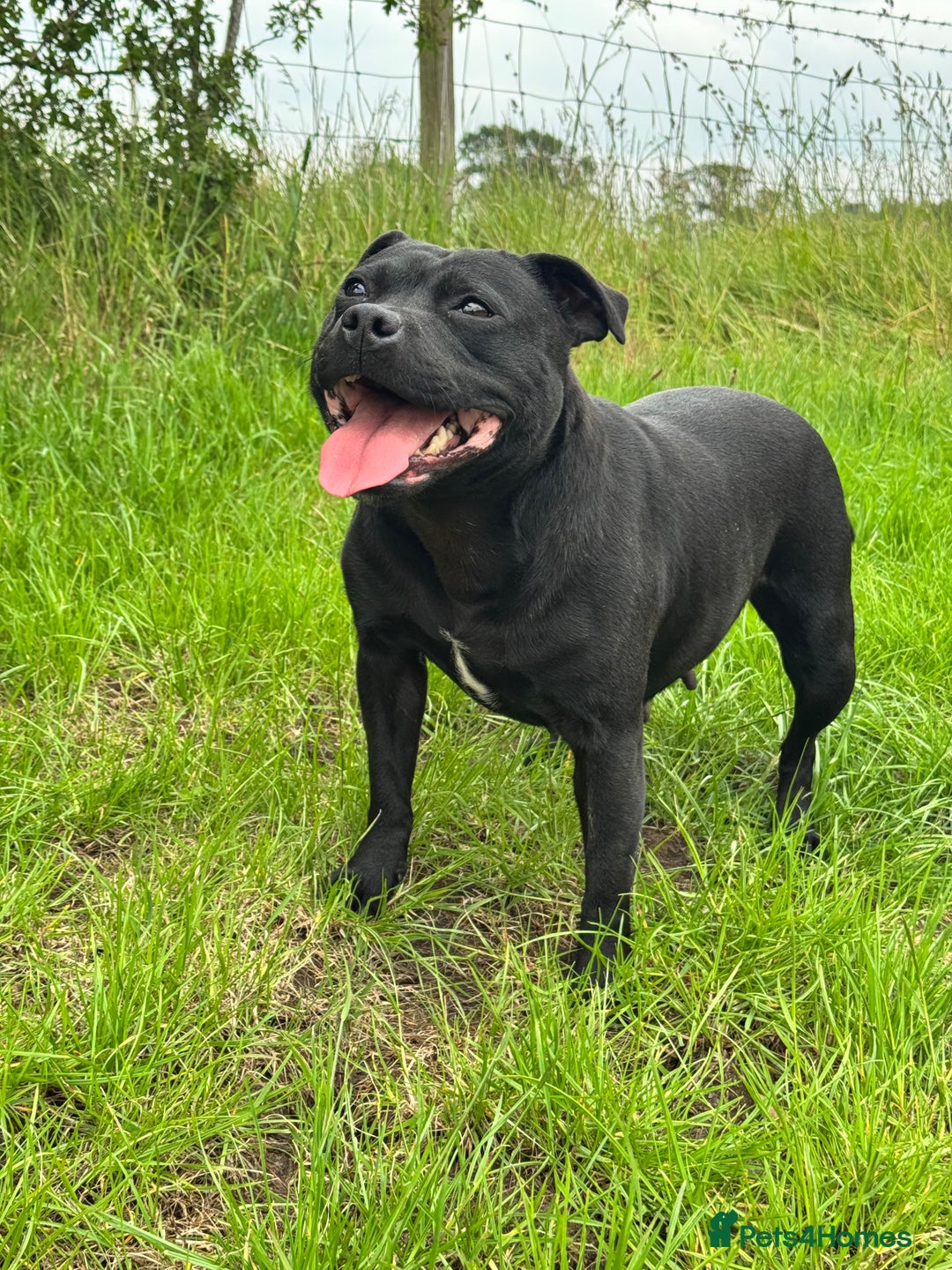 Staffordshire Bull Terrier dogs for sale: Quality Black to blue Staffordshire bull terrier - Image 14