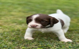 English Springer Spaniel dogs for sale: KC Registered Working Springer Spaniels  - Image 9