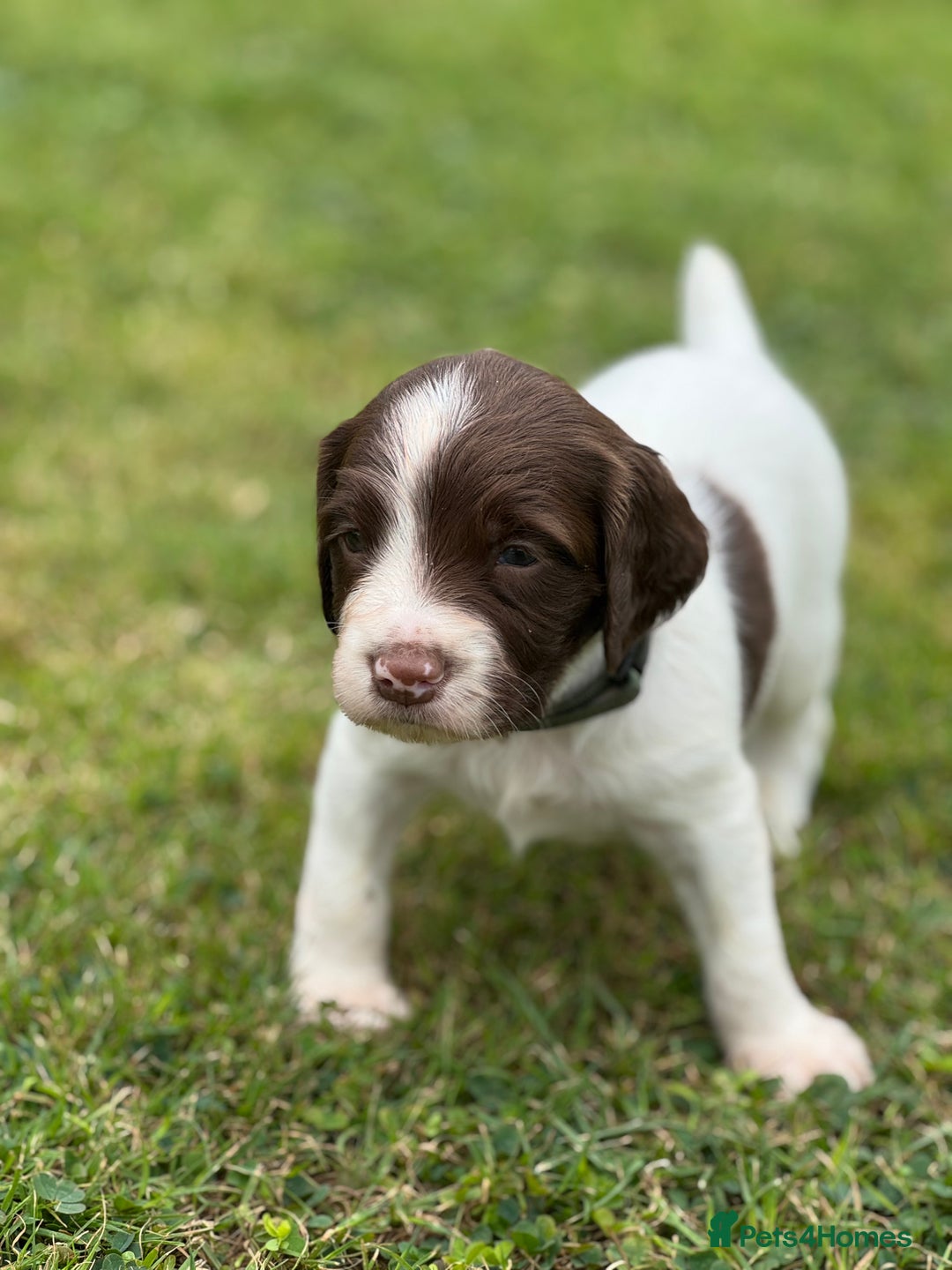 English Springer Spaniel dogs for sale: KC Registered Working Springer Spaniels  - Image 9