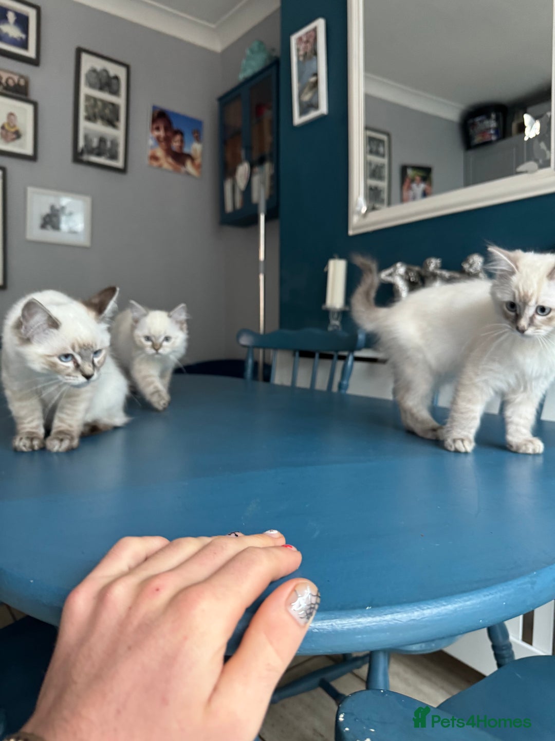 Ragdoll cats for sale: Stunning Ragdoll babies READY NOW! - Advert 7