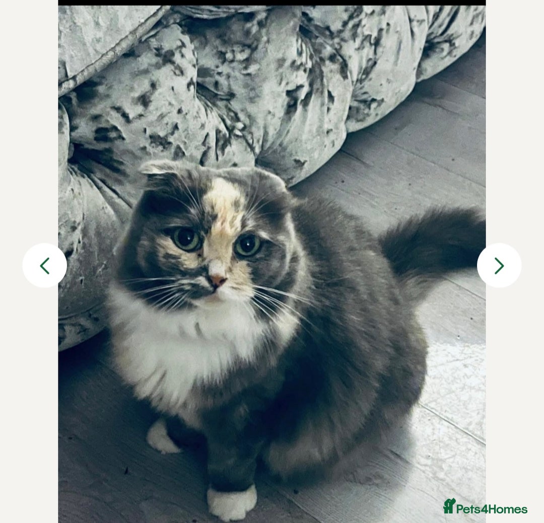 Scottish Fold cats for sale: Scottish fold straight white flame point male  - Image 6