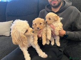 Cavapoo dogs Cavapoo puppies for sale - Advert 2