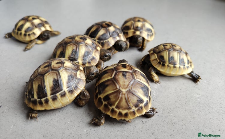 Tortoise reptiles - Advert 1