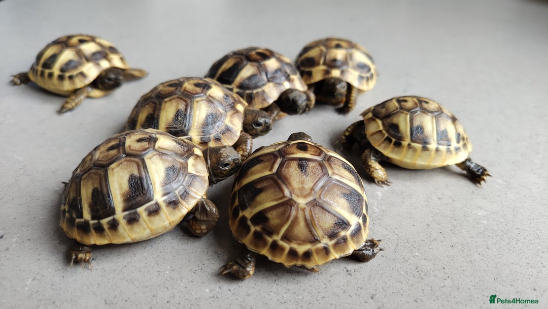 Tortoise reptiles for sale: Hermann Tortoise Hatchlings - Image 1