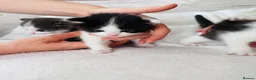Mixed Breed cats for sale: Four Beautiful Kittens - Advert 7