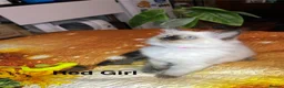 Ragdoll cats for sale: 💖Fabulous Pure Ragdoll Kittens Waiting for Love❤️ - Advert 31