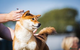 Japanese Shiba Inu dogs for sale: Well bred Japanese shiba inu puppies  - Image 1