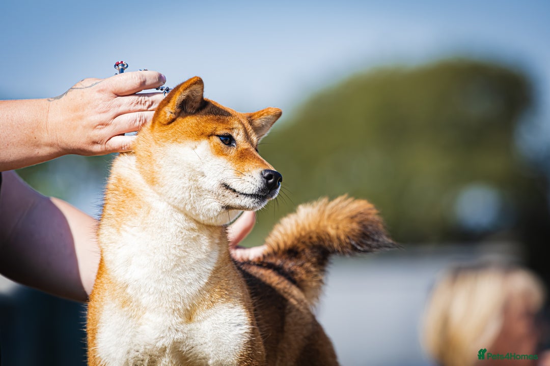 Japanese Shiba Inu dogs for sale: Well bred Japanese shiba inu puppies  - Image 1