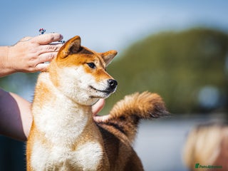 Japanese Shiba Inu dogs Well bred Japanese shiba inu puppies - Advert 1