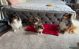 Shetland Sheepdog dogs for sale: Purebred Shetland Sheepdog Puppies - Image 18