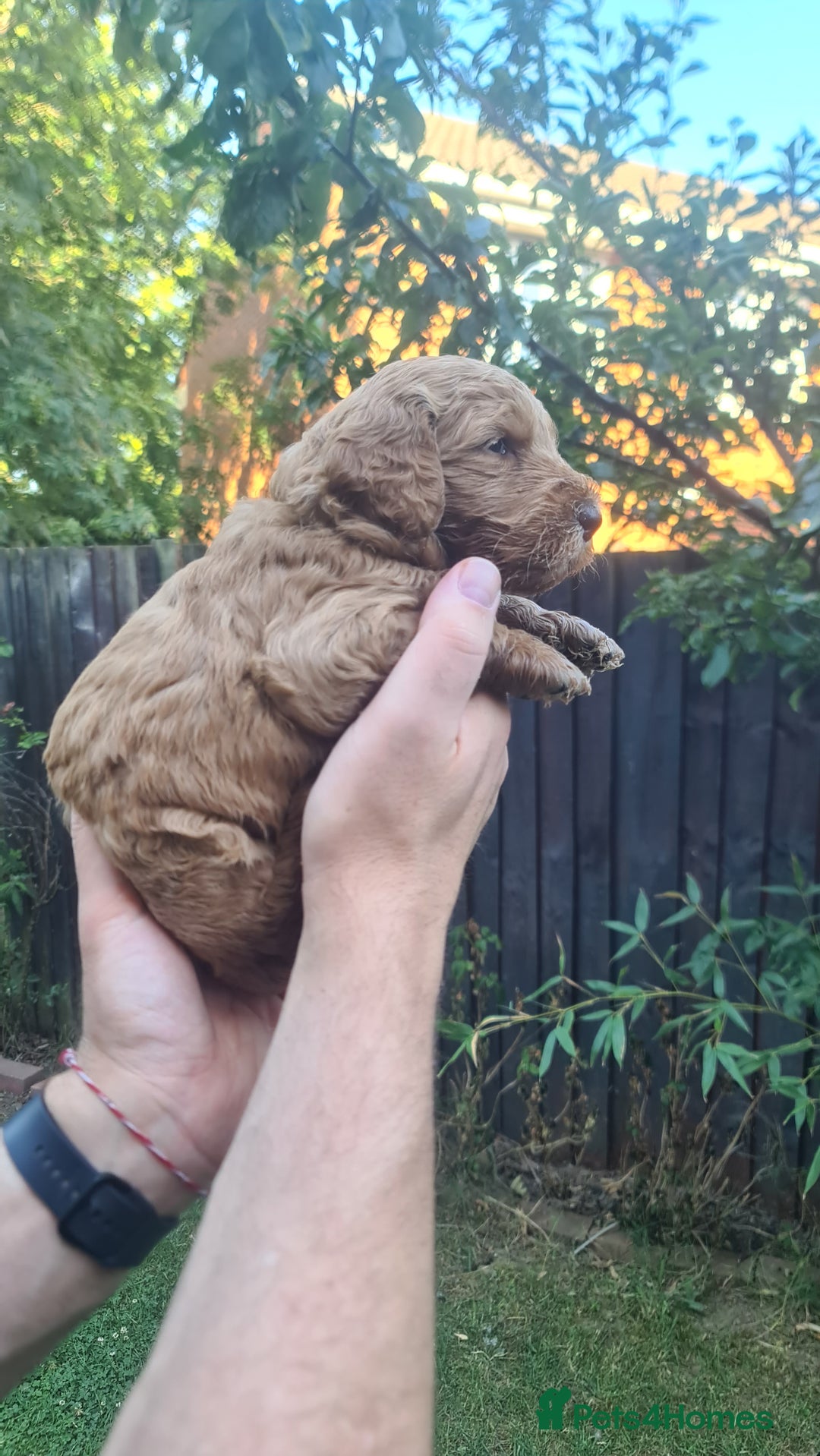 Goldendoodle dogs for sale: 🐾 Adorable Standard Goldendoodle Puppies 🐾 - Image 20