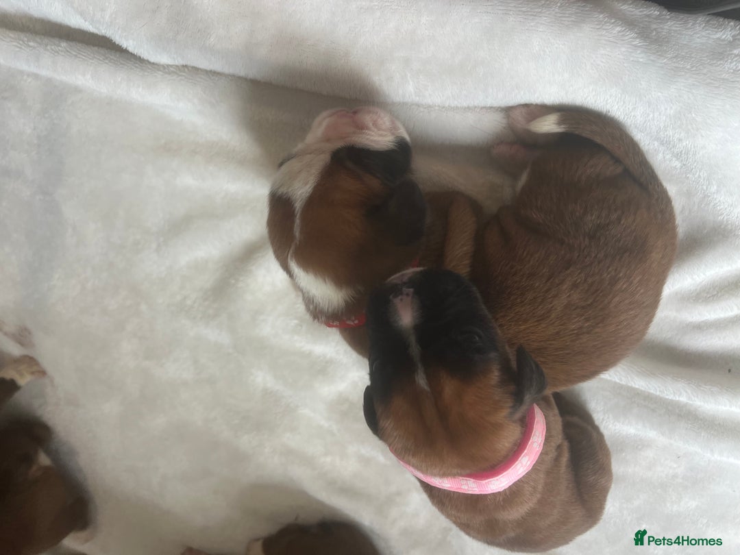 Boxer dogs for sale: Stunning Kc Boxer Puppies - Image 13