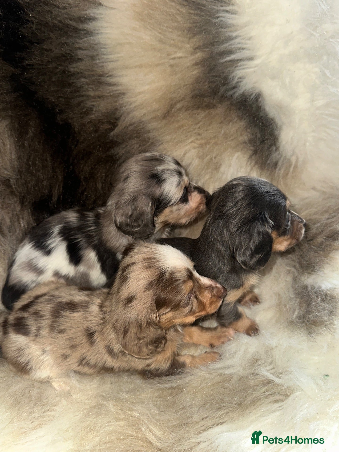 Miniature Dachshund dogs for sale: Long haired Miniature dachshund  - Advert 9