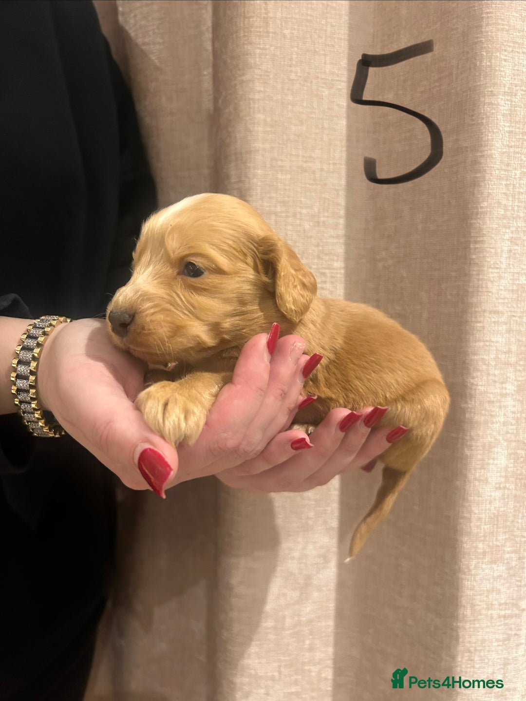 Cocker Spaniel dogs for sale: Cocker spaniel puppies - Advert 5