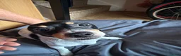 Mixed Breed dogs for sale: Schweenie boys  in Bury Saint Edmunds - Advert 6