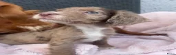 Cocker Spaniel dogs for sale: 6 Beautiful Cocker Spaniel puppies  - Advert 5