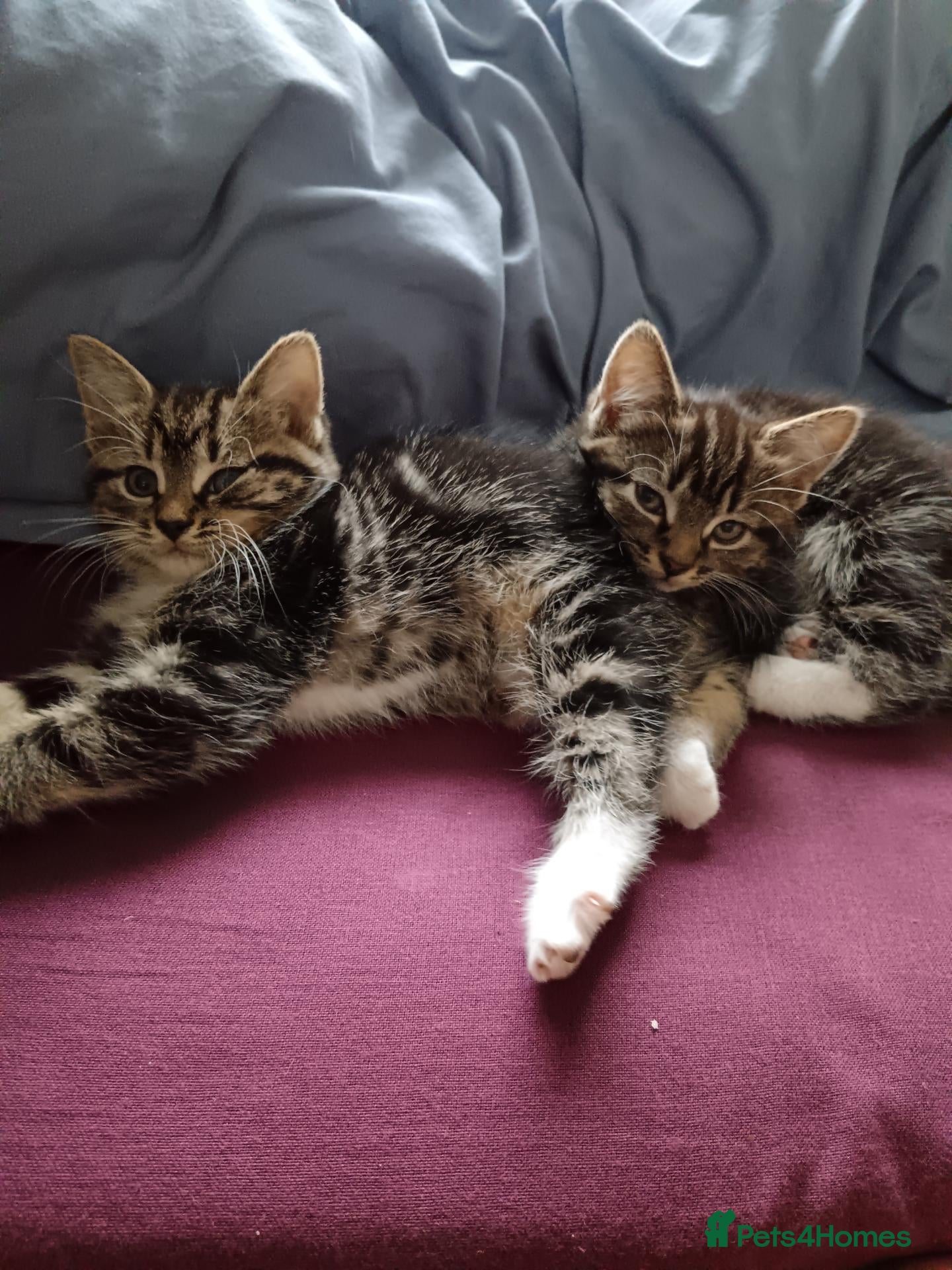 Mixed Breed cats Kittens - Advert 6