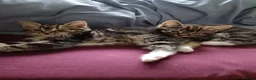 Mixed Breed cats for sale: Kittens - Advert 1